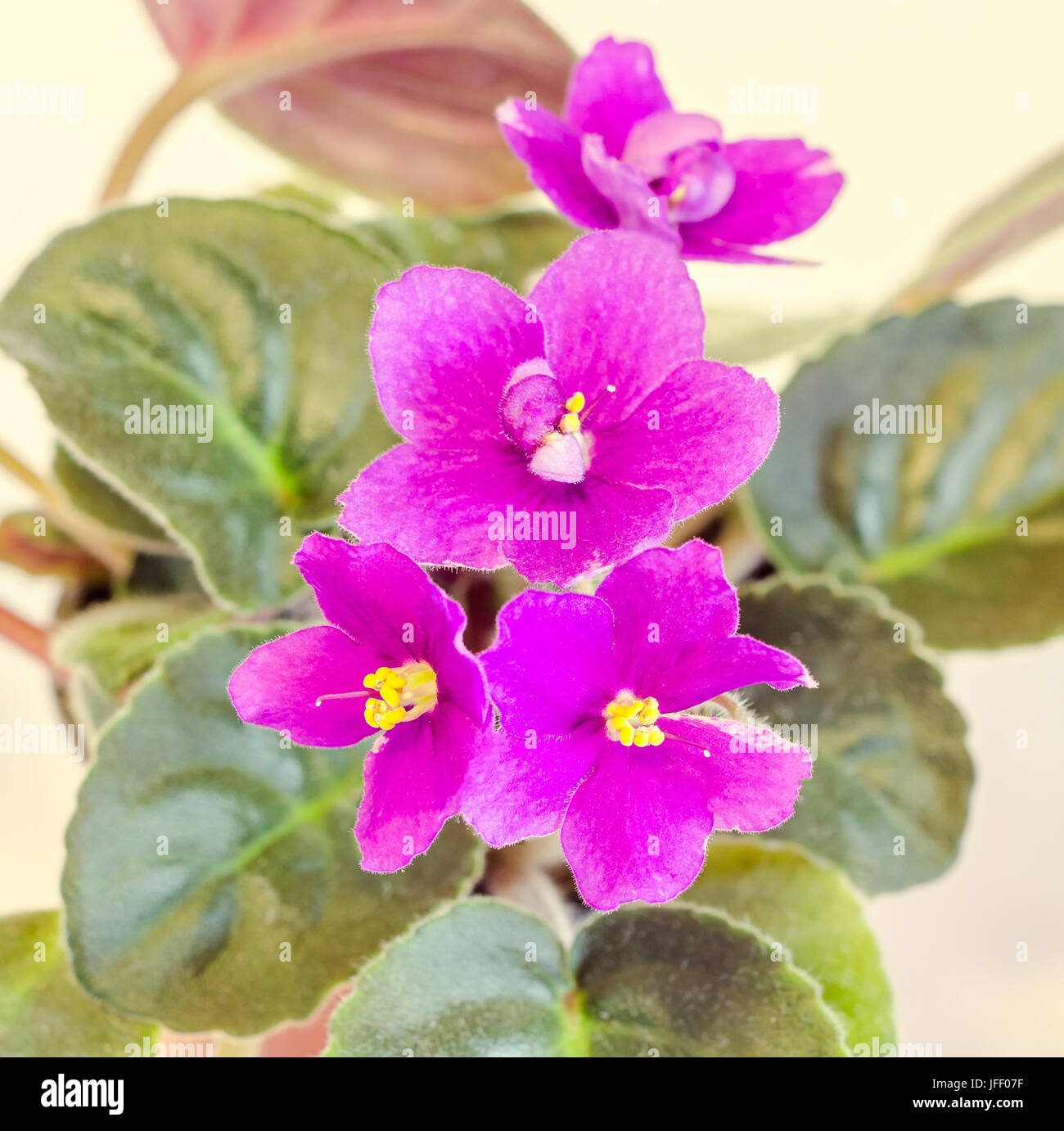 Parma violet plant hires stock photography and images Alamy