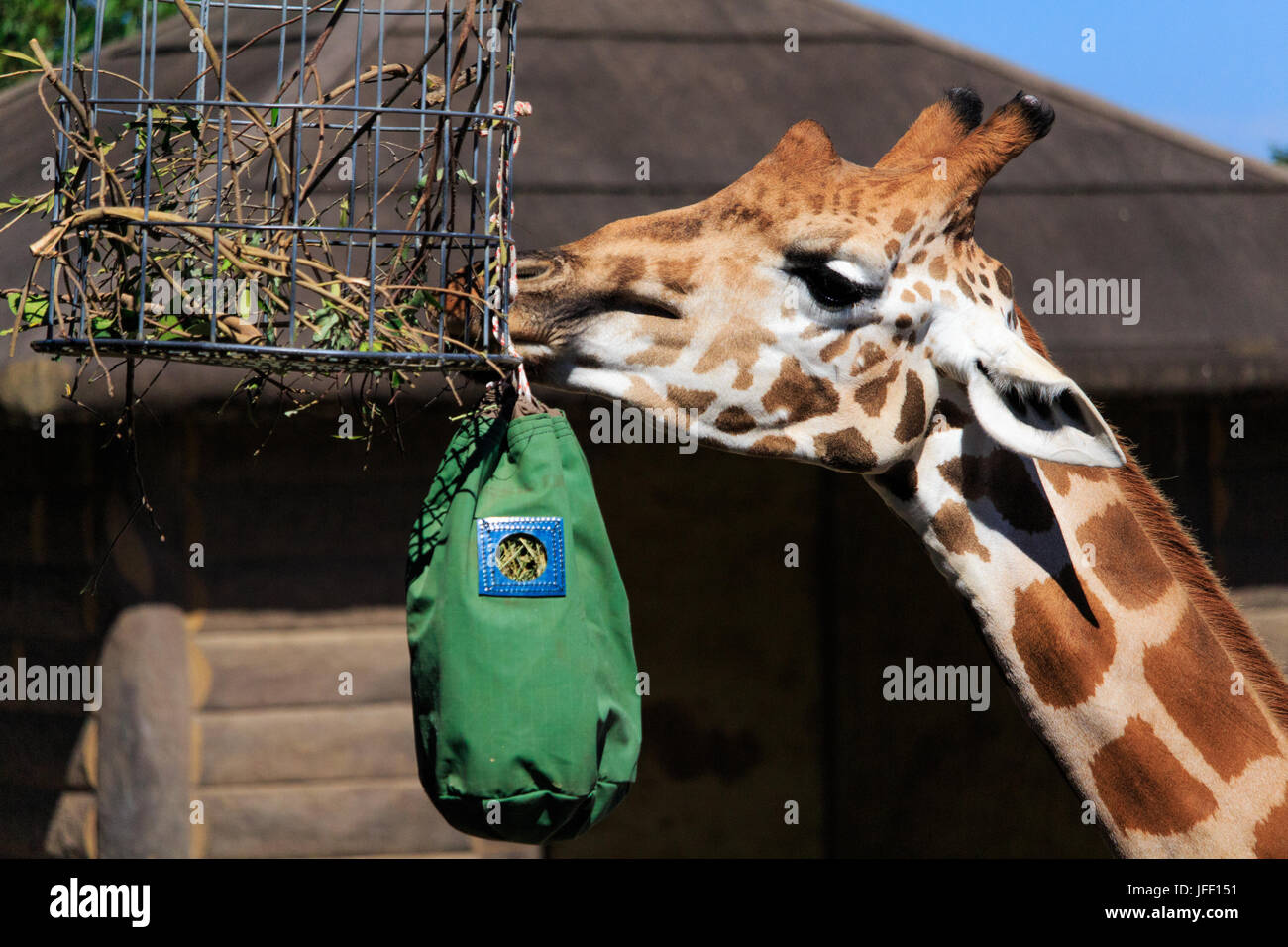 Sydney Zoo Giraffe High Resolution Stock Photography and Images Alamy