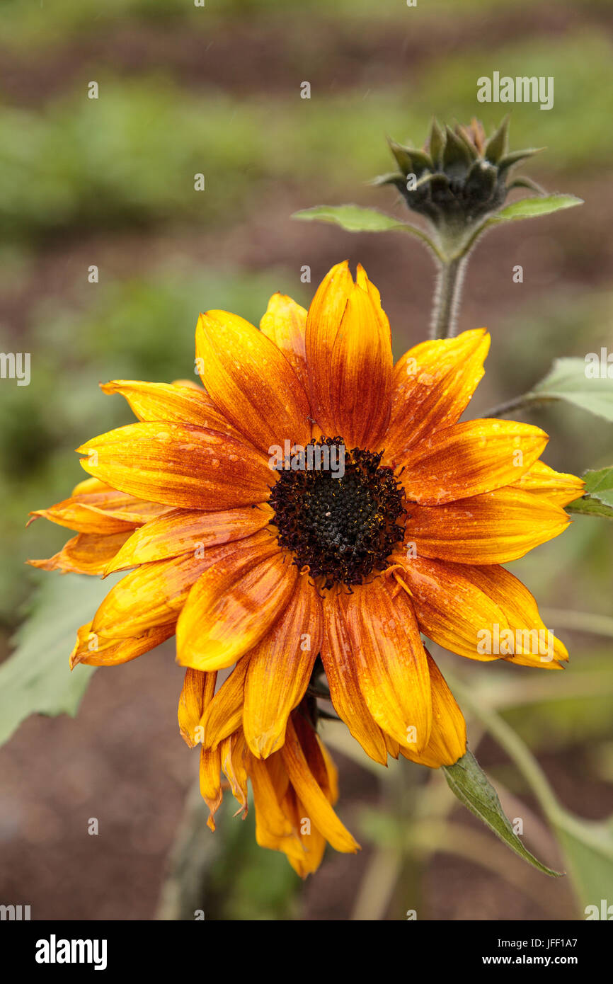 Helianthus annuus little becka hi-res stock photography and images - Alamy