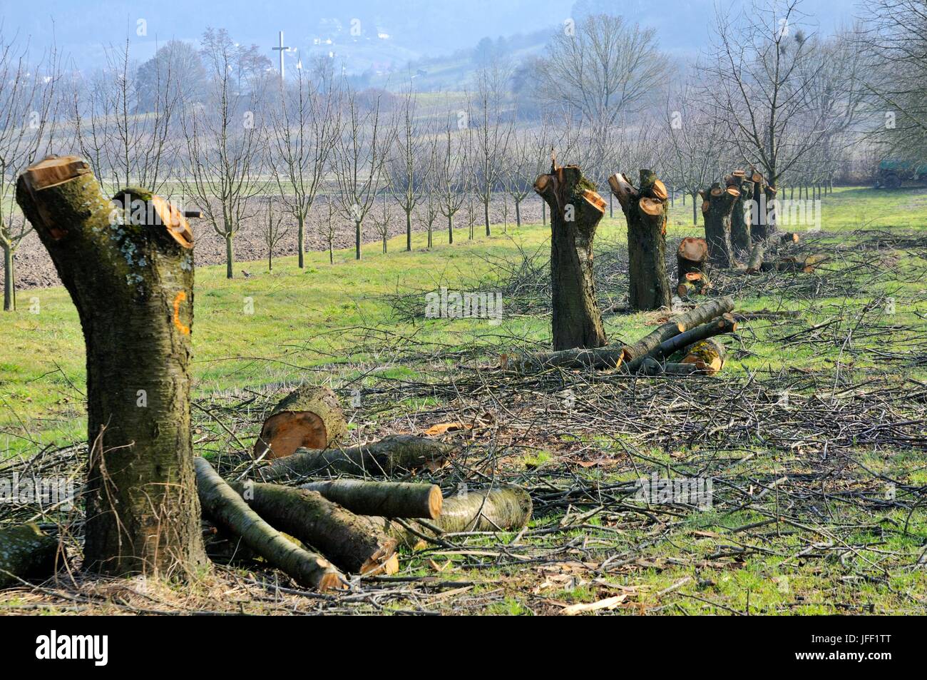 Cherry trees processed to firewood Stock Photo Alamy