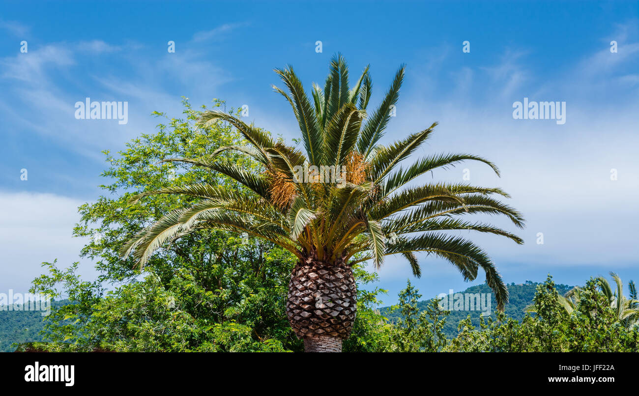 Palm against a blue sky Stock Photo
