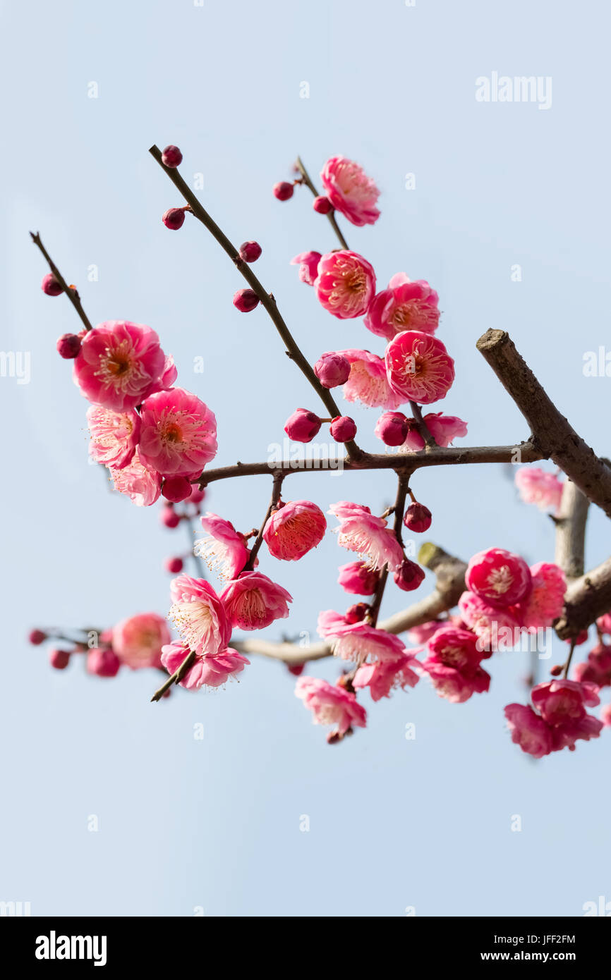 red plum blossom branches Stock Photo