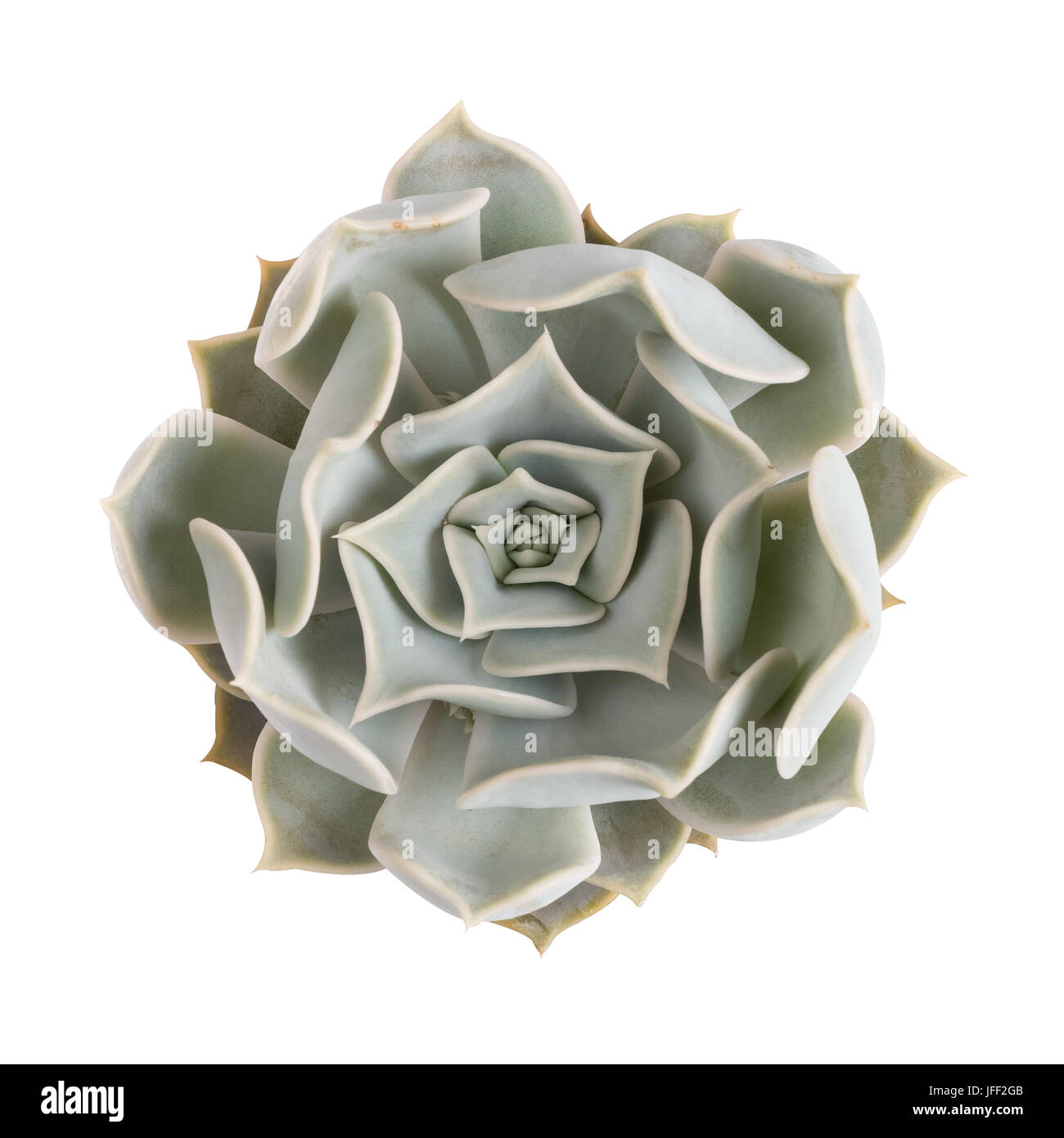 succulent plant isolated Stock Photo