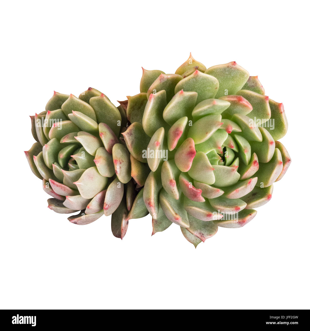 succulent plant isolated Stock Photo