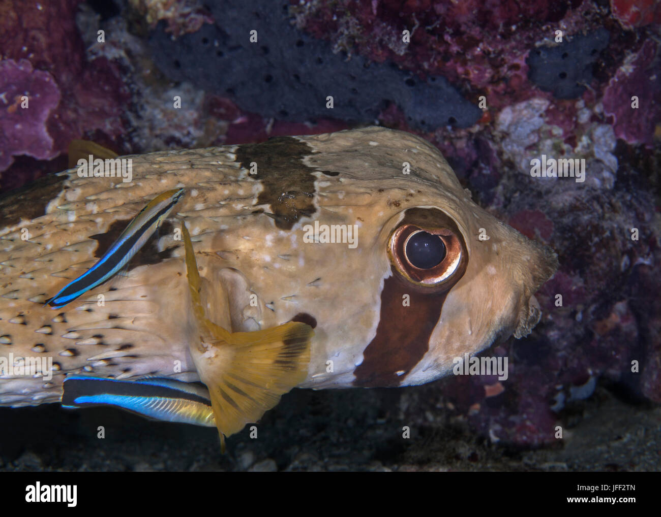 Porcupine pufferfish (Diodon holocanthus) at cleaning station is serviced by two bluestreak wrasse. Indian Ocean, Maldives. Stock Photo