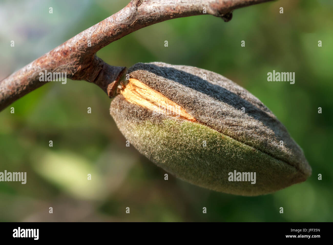 Ripe almonds closeup Stock Photo - Alamy