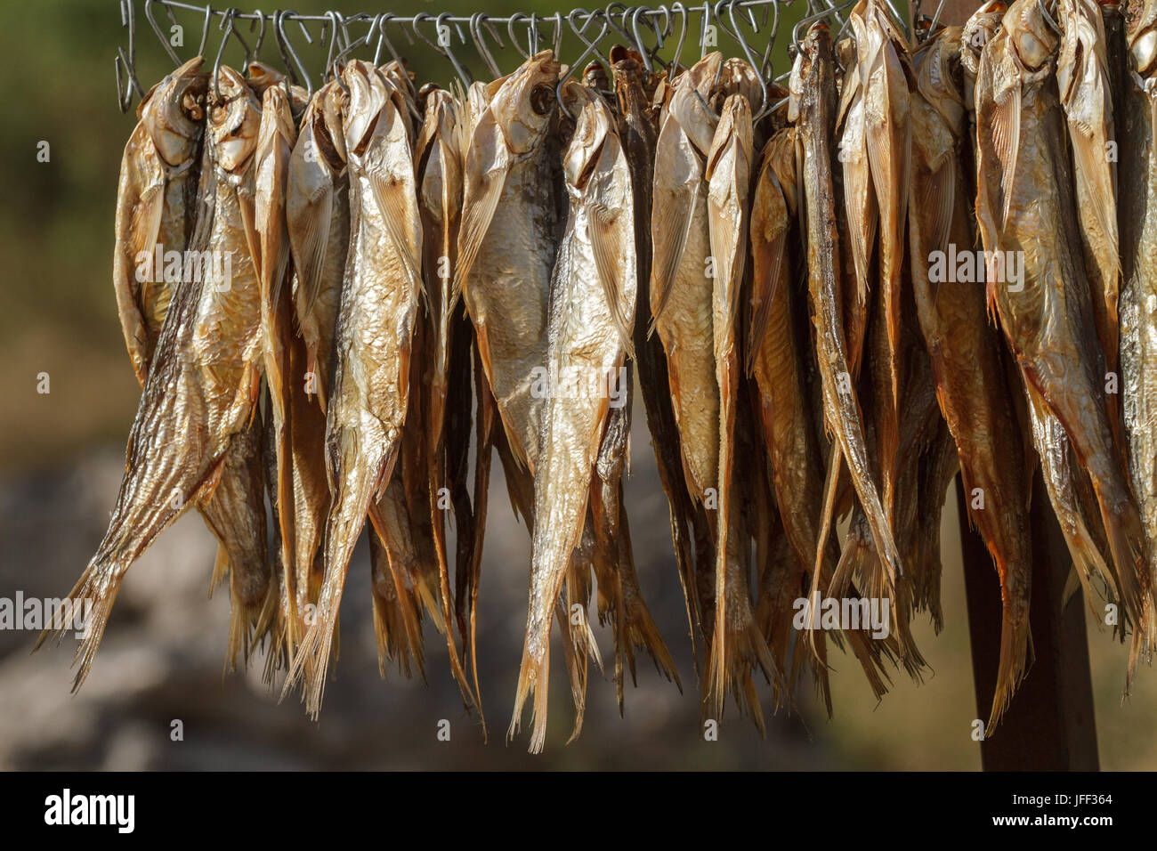 Fish on a rope hi-res stock photography and images - Alamy