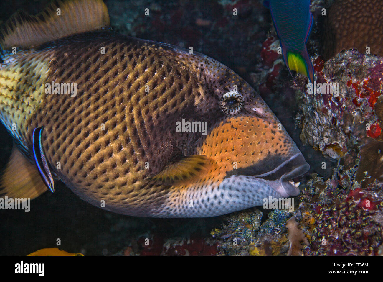 Titan triggerfish (Balistoides viridescens) eats coral while bluestreak wrasse feeds and cleans as well. Indian Ocean, Maldives. Stock Photo