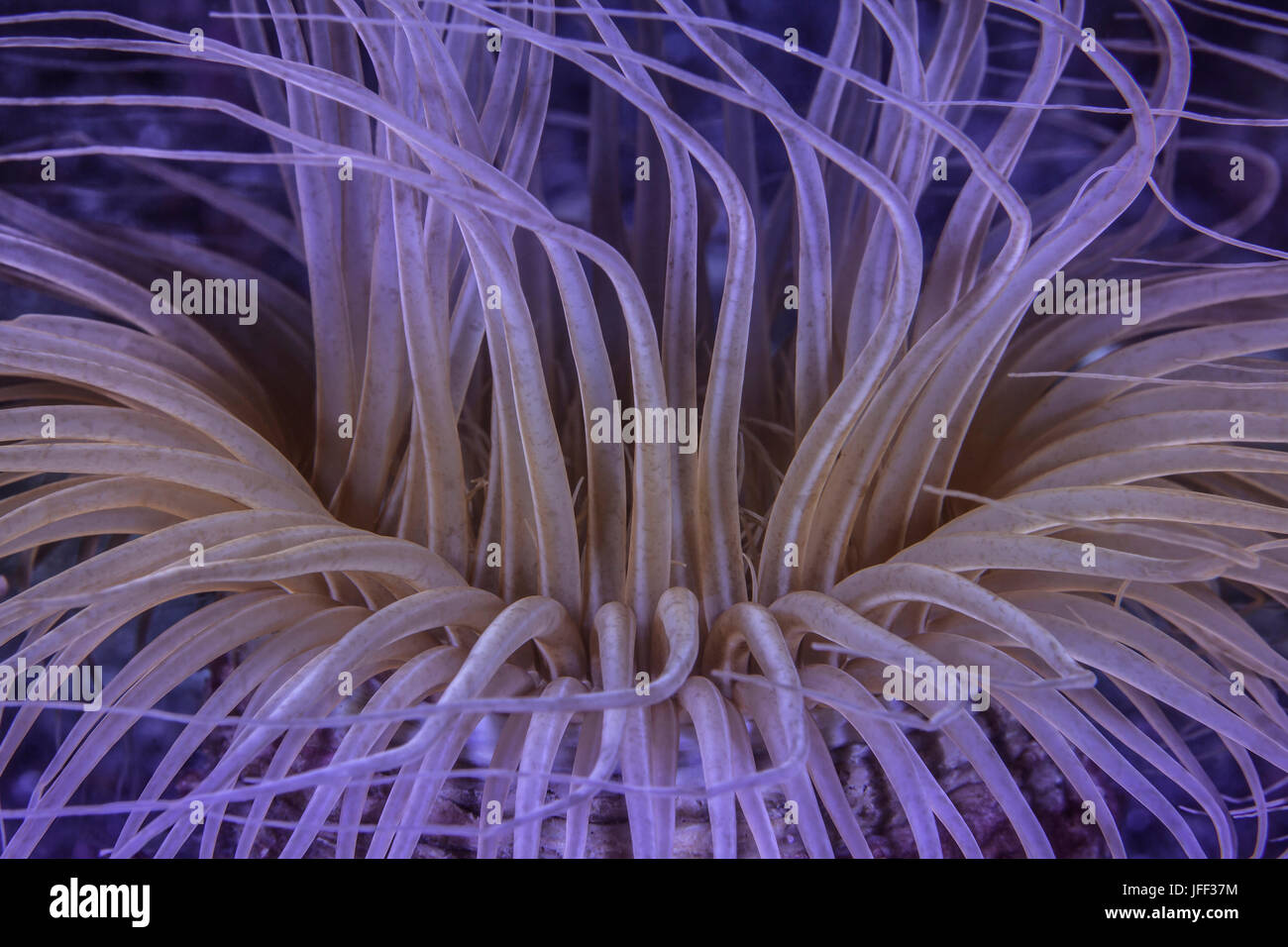 Close up image of fluorescent tentacles of a tube anemone. Lembeh Straits, Indonesia. Stock Photo
