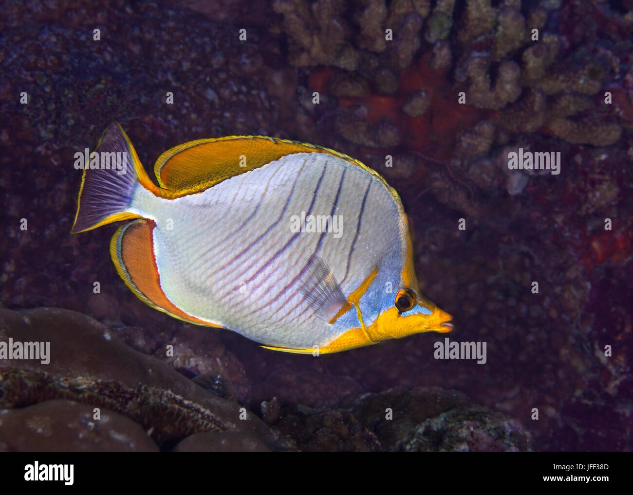 Close up image of Yellow head Butterflyfish (Chaetodon xanthocephalus). Maldives, Indian Ocean. Stock Photo