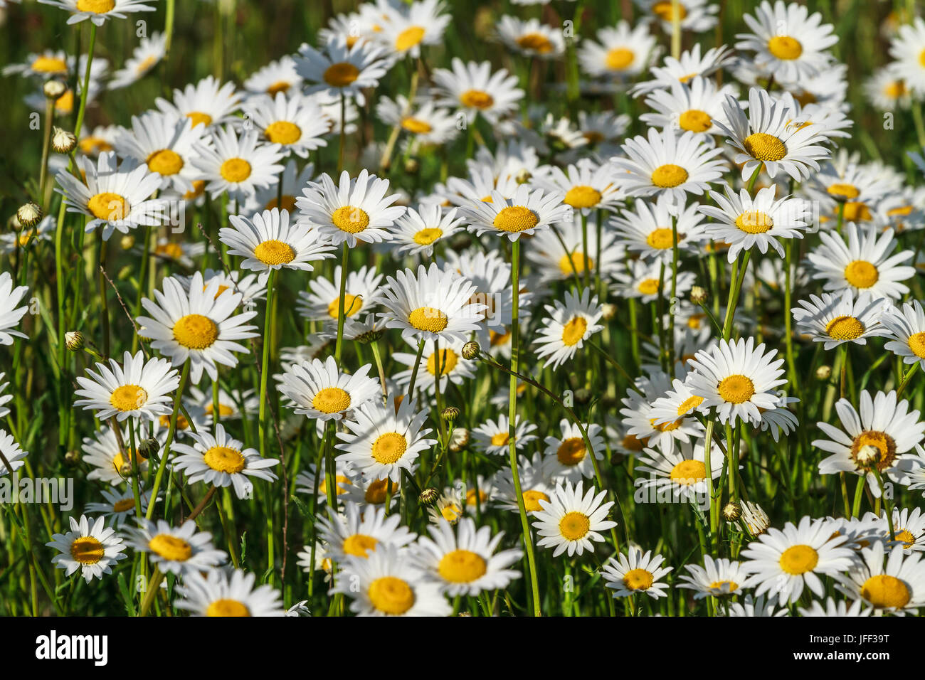 field daisy closeup Stock Photo