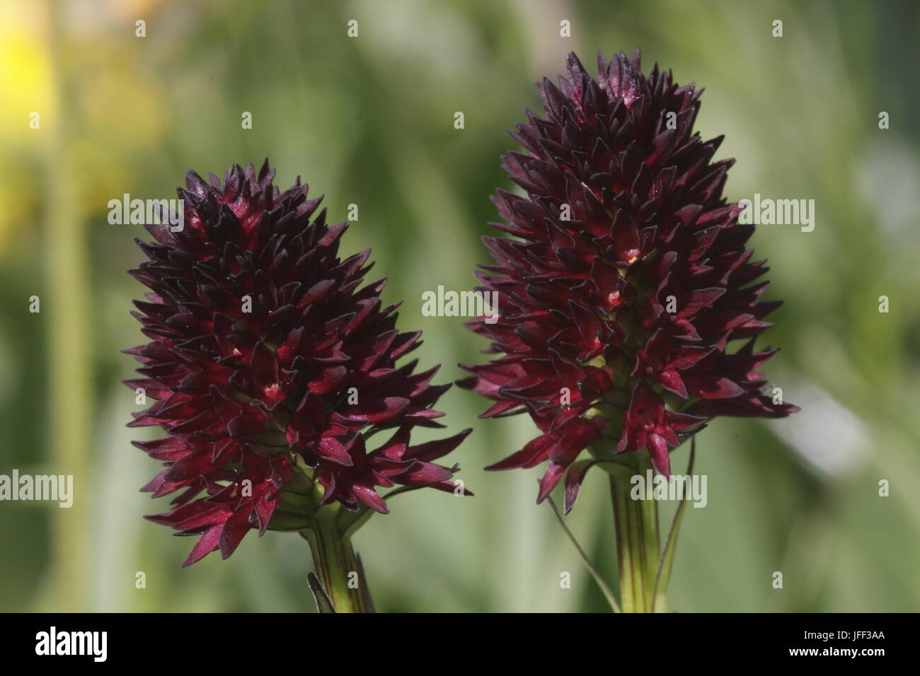 Black orchid Stock Photo