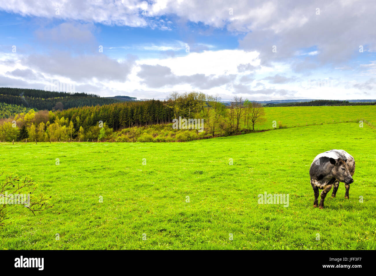 Cow Grazing in the Green Grass Stock Photo - Alamy