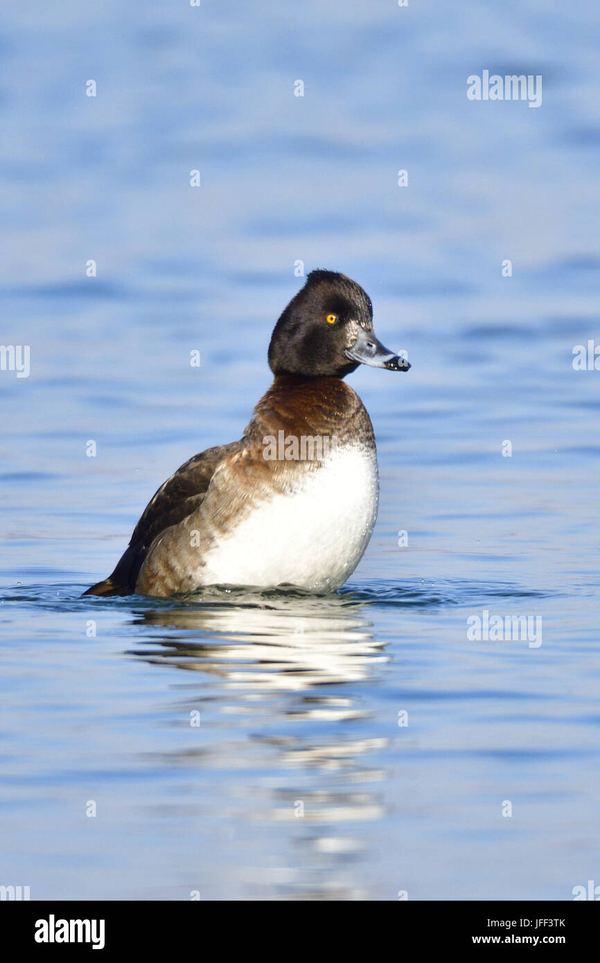 Tufted duck Stock Photo