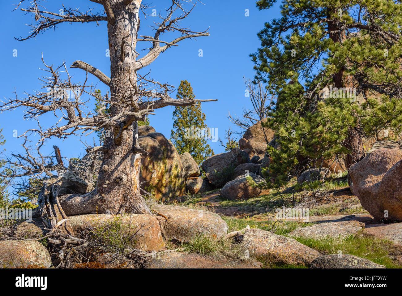 Solitary dead tree on rocks, high altitude in the mountain woods, with a blue sky and green forest background. Destroyed by insect parasites, bark bee Stock Photo