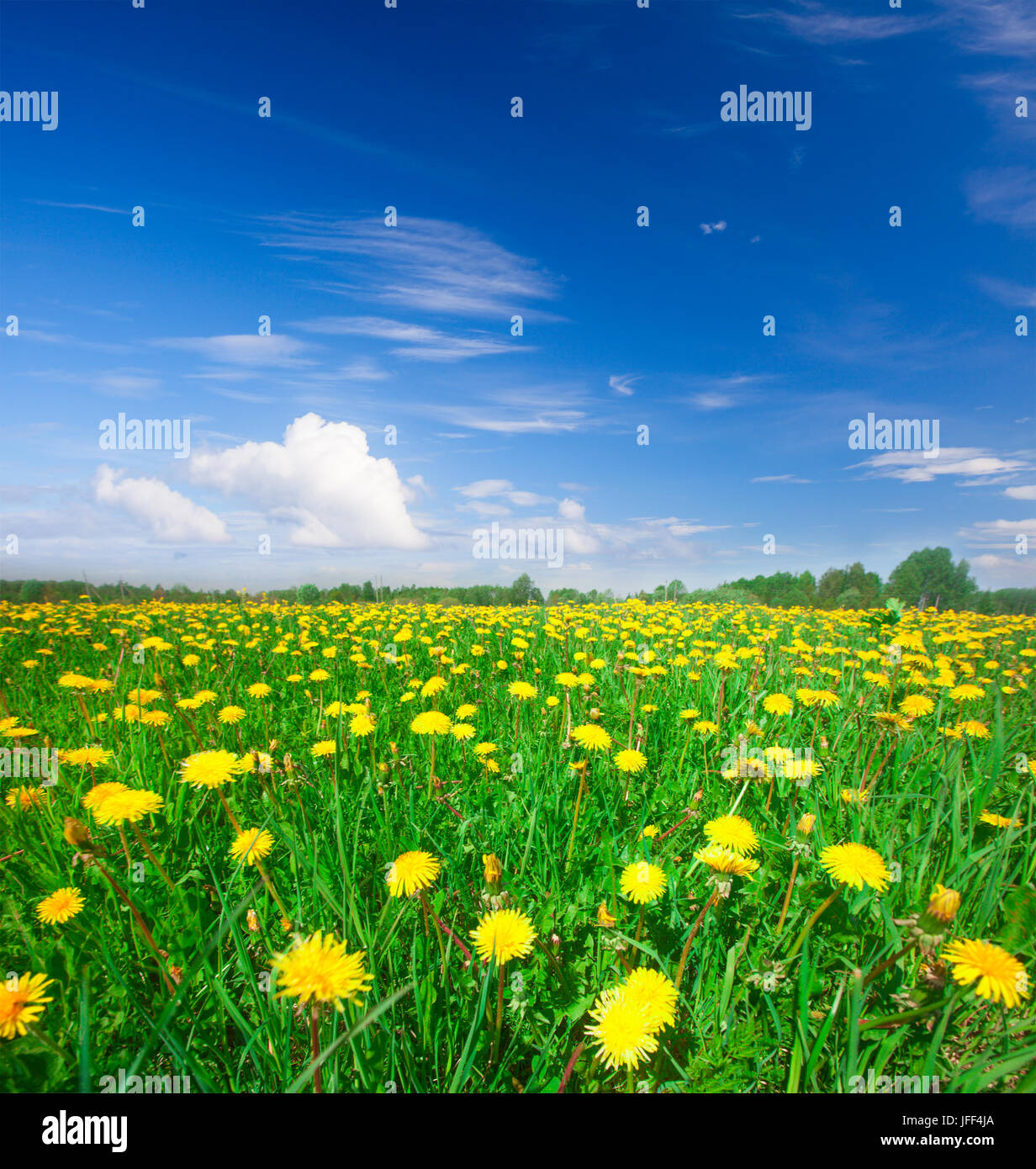 Yellow flowers field under blue cloudy sky Stock Photo