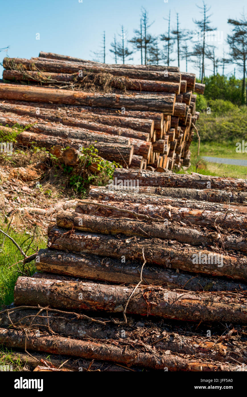 Logging in the forests at Pembrey Country Park. Carmarthenshire. Wales. UK. Stock Photo