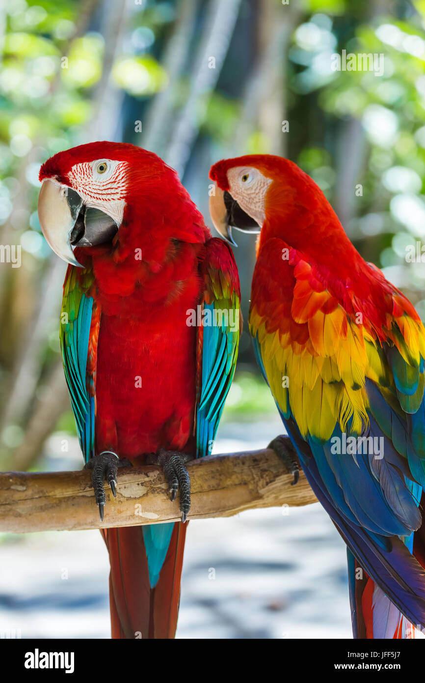 Parrots in Bali Island Indonesia Stock Photo