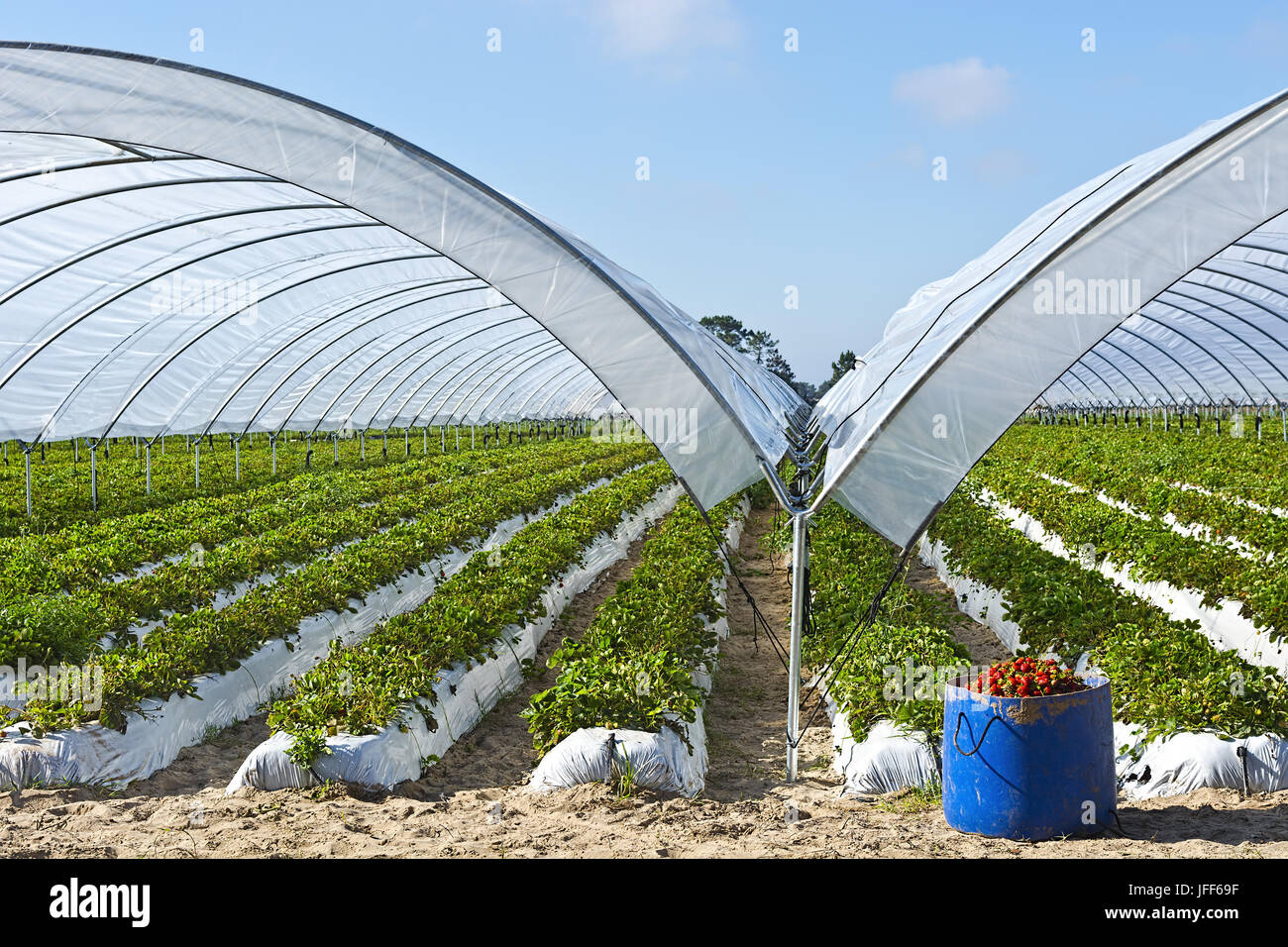 Strawberry inside Greenhouse Stock Photo - Alamy