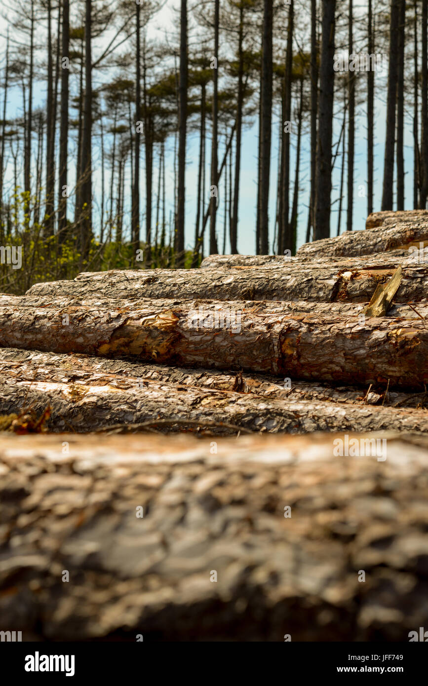 Logging in the forests at Pembrey Country Park. Carmarthenshire. Wales. UK. Stock Photo