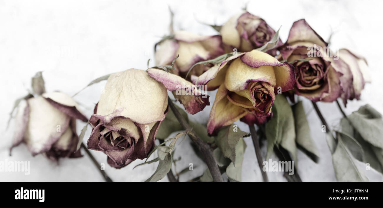 faded roses on white Stock Photo