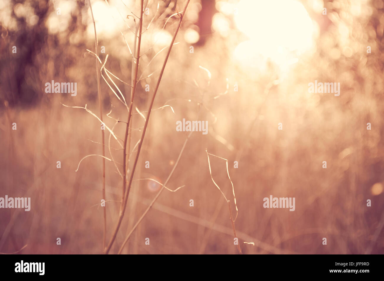 Wild field of grass on sunset, soft sun rays, warm toning, lens flares, shallow depth of field Stock Photo