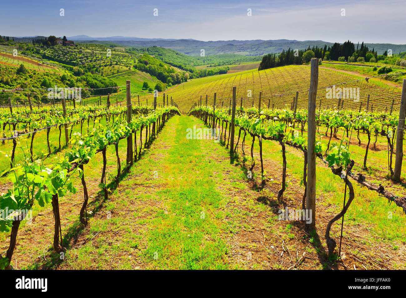 Vineyard in Italy Stock Photo Alamy