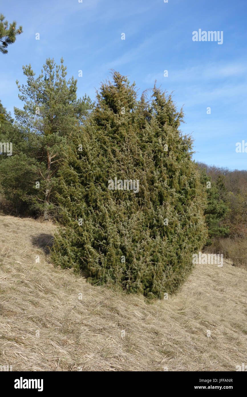 Juniperus communis, Common Juniper Stock Photo