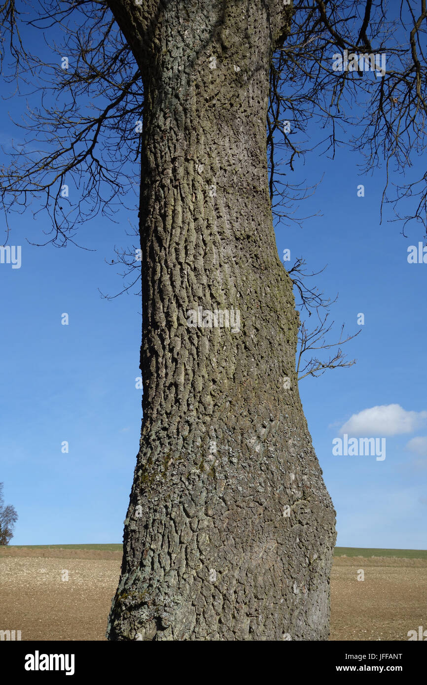 Quercus robur, Stieleiche, German Oak Stock Photo