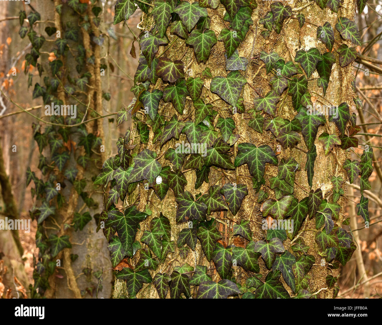 Creeper climbing hires stock photography and images Alamy