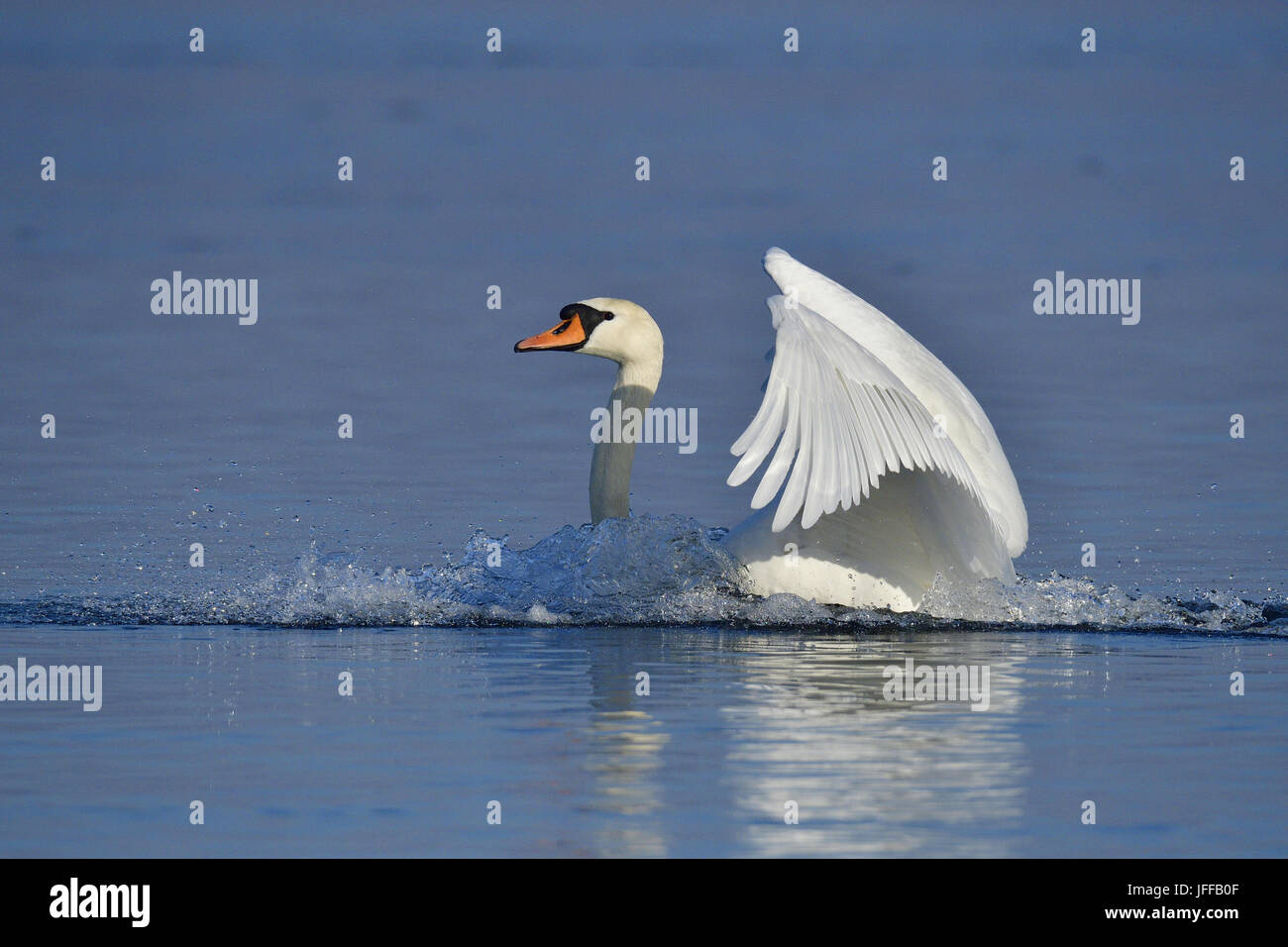 Mute swan landing Stock Photo Alamy