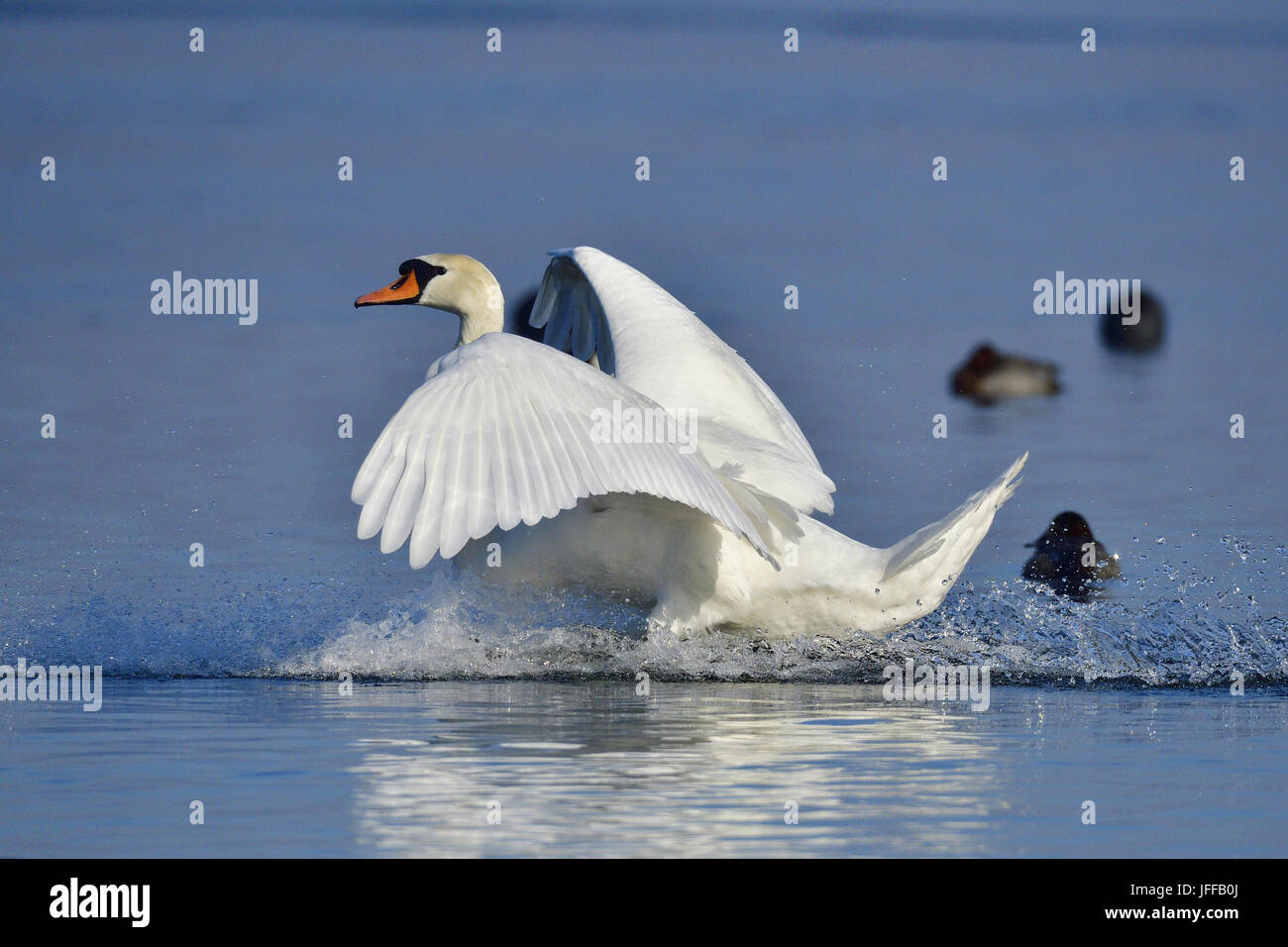 Mute swan landing Stock Photo