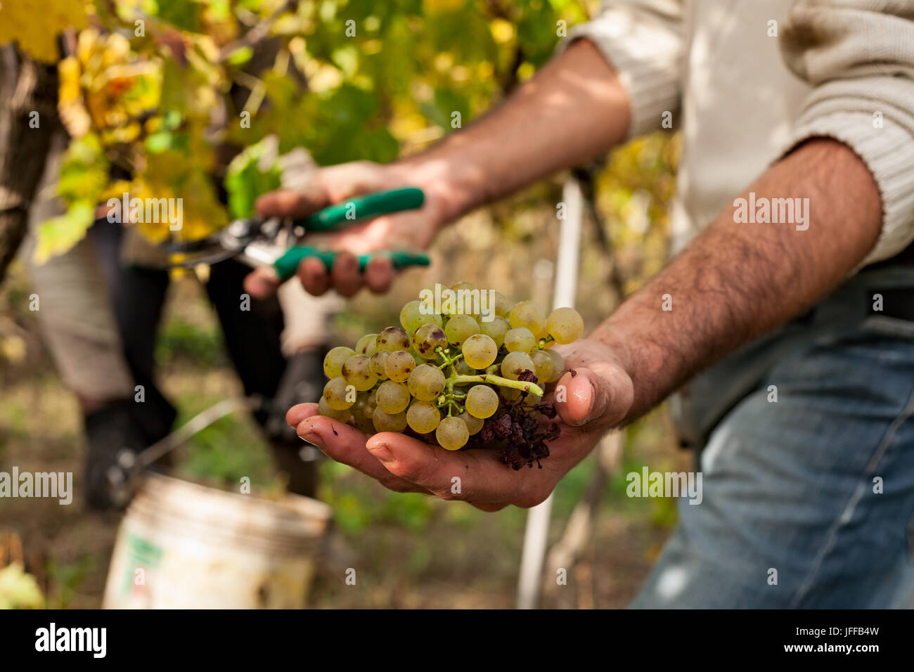 Grape harvester showing a bunch of grapes Stock Photo