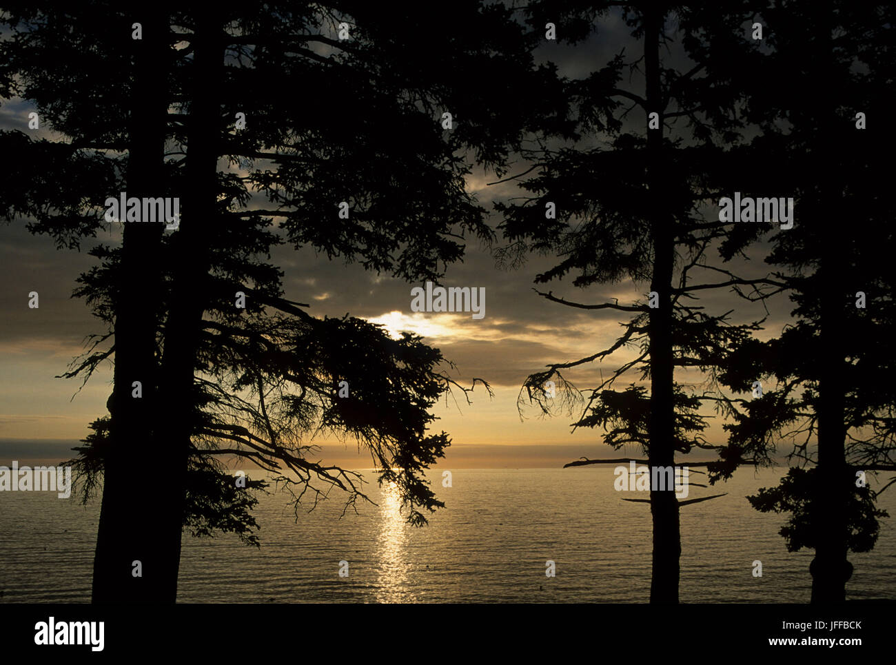 Forest shoreline silhouette, Acadia National Park, Maine Stock Photo ...