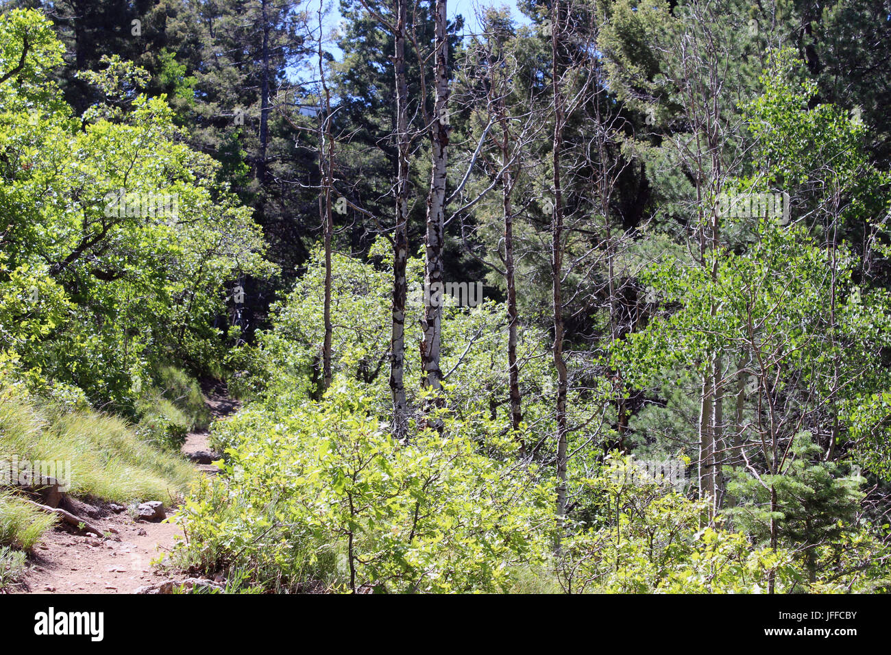 Thick brush in a deep forest Stock Photo - Alamy