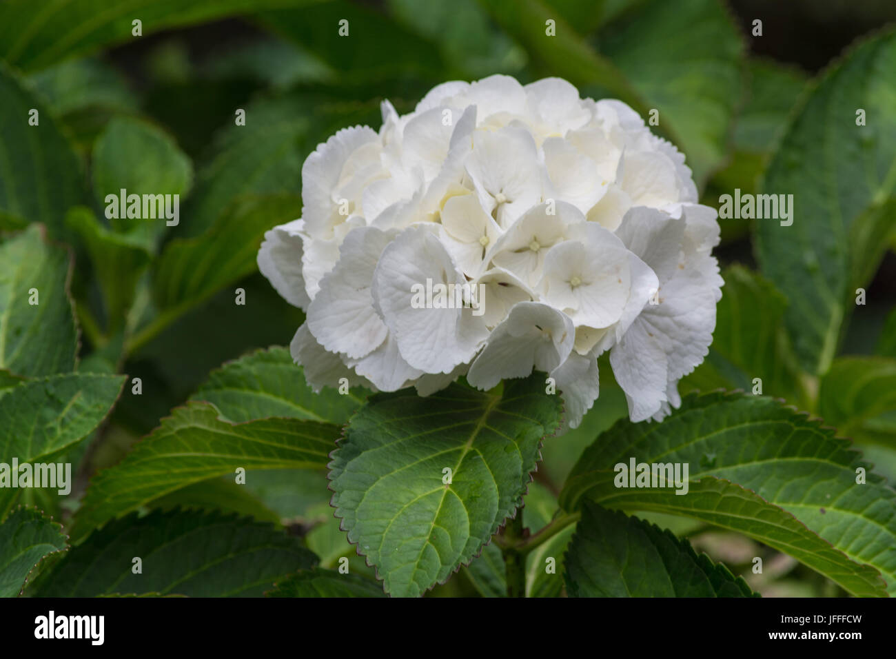 White hydrangeas with green leaves Stock Photo Alamy