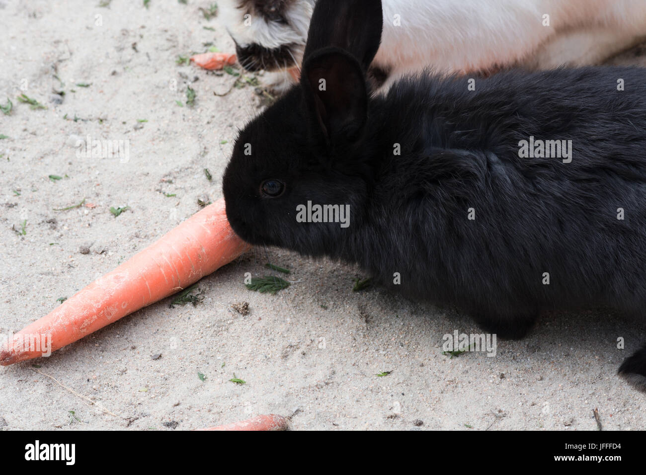 Black rabbits with a carrot Stock Photo Alamy