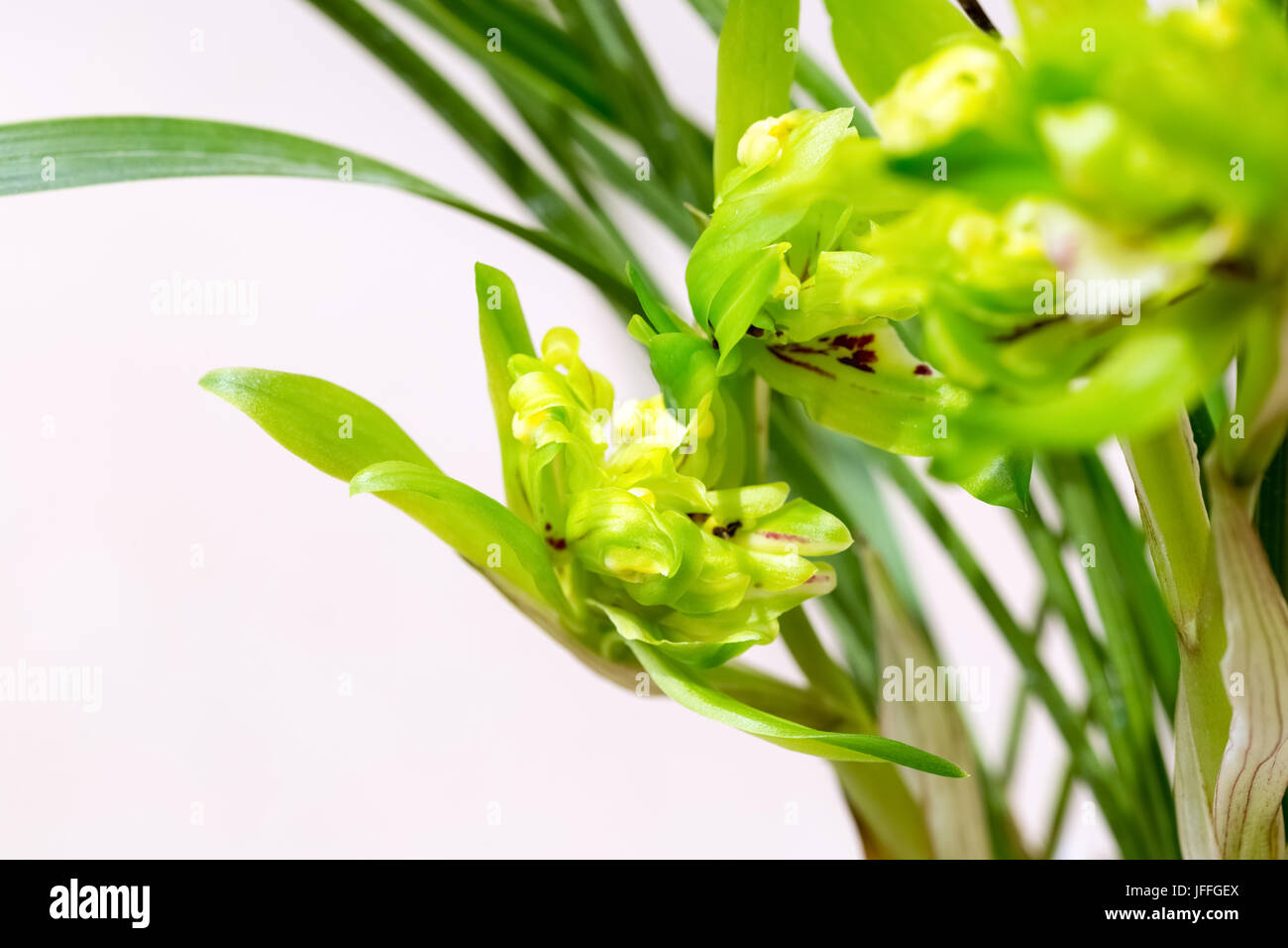 beautiful orchids bloom in the spring Stock Photo
