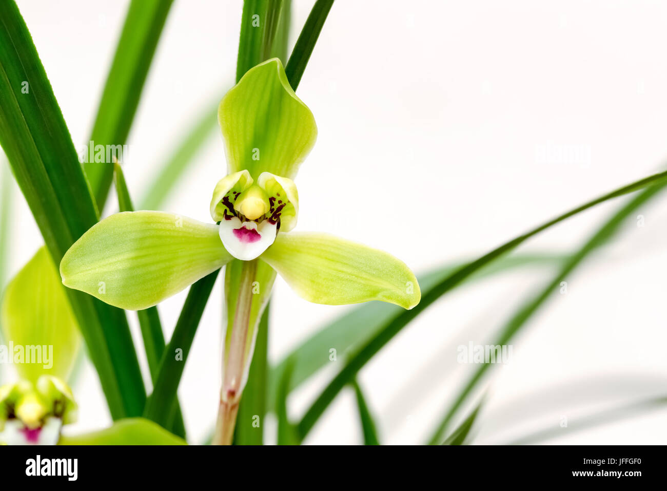 orchids bloom in the spring Stock Photo