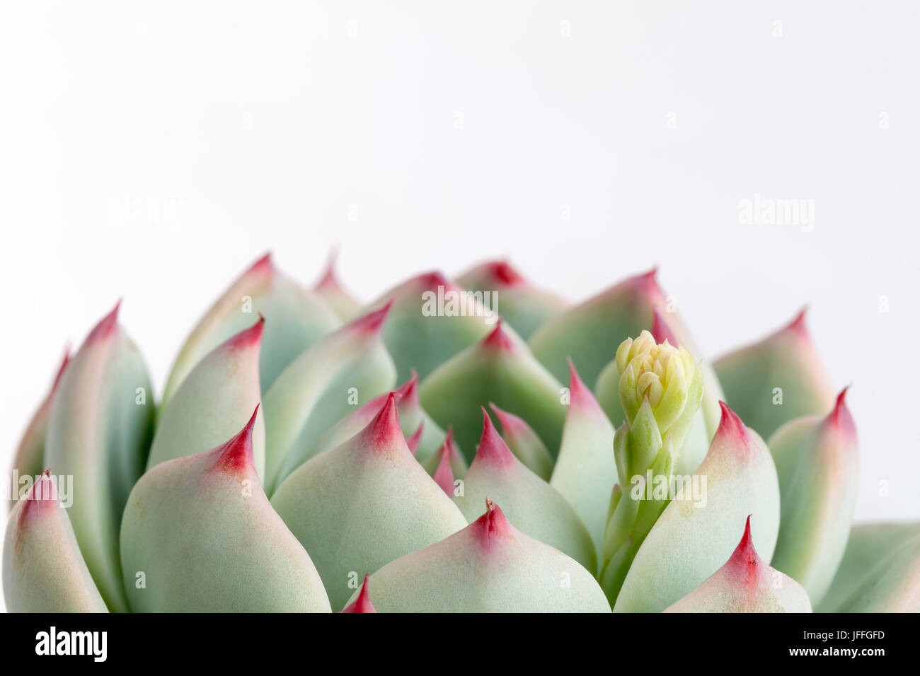 succulent plant closeup Stock Photo