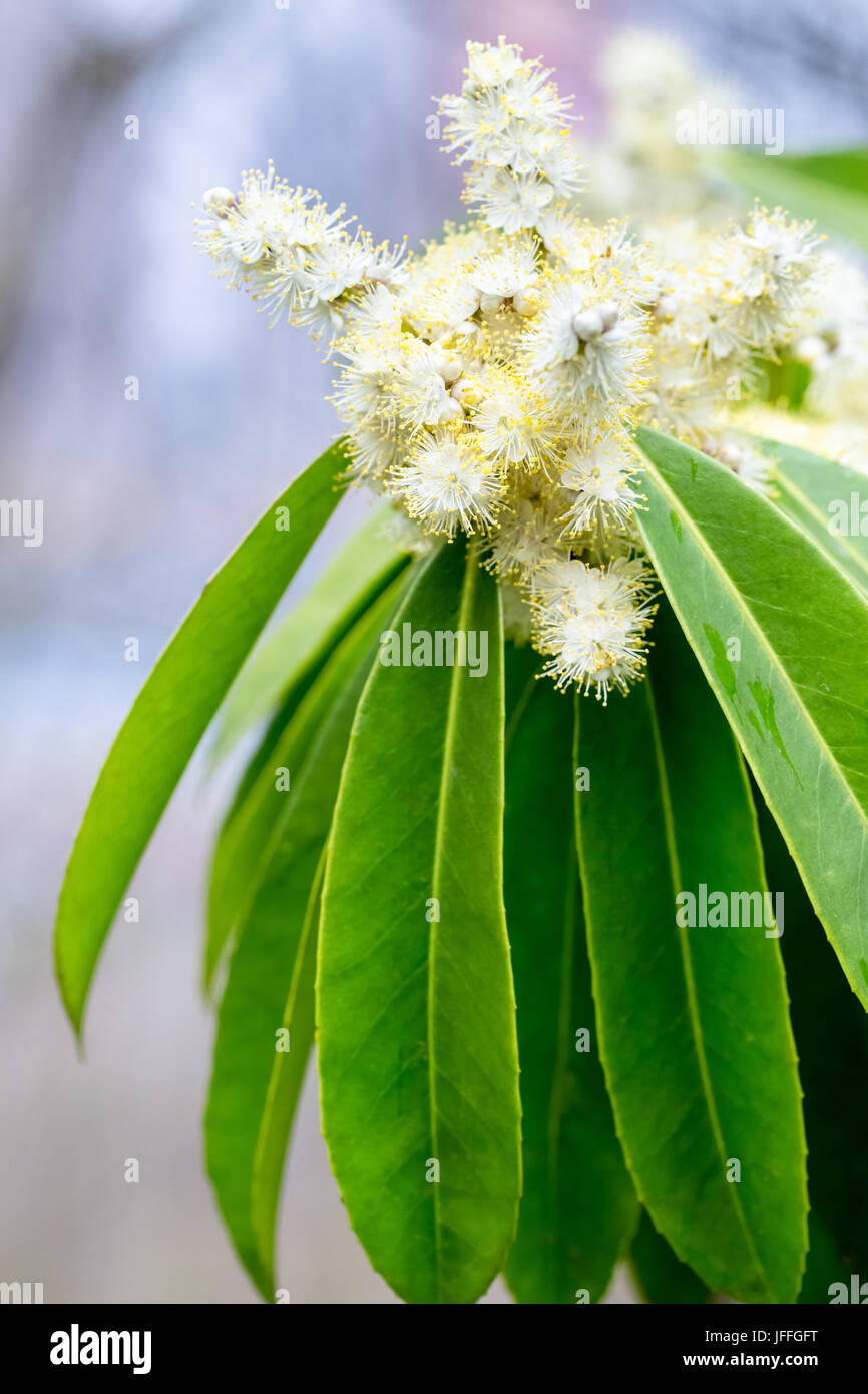 symplocos lucida flowers closeup Stock Photo