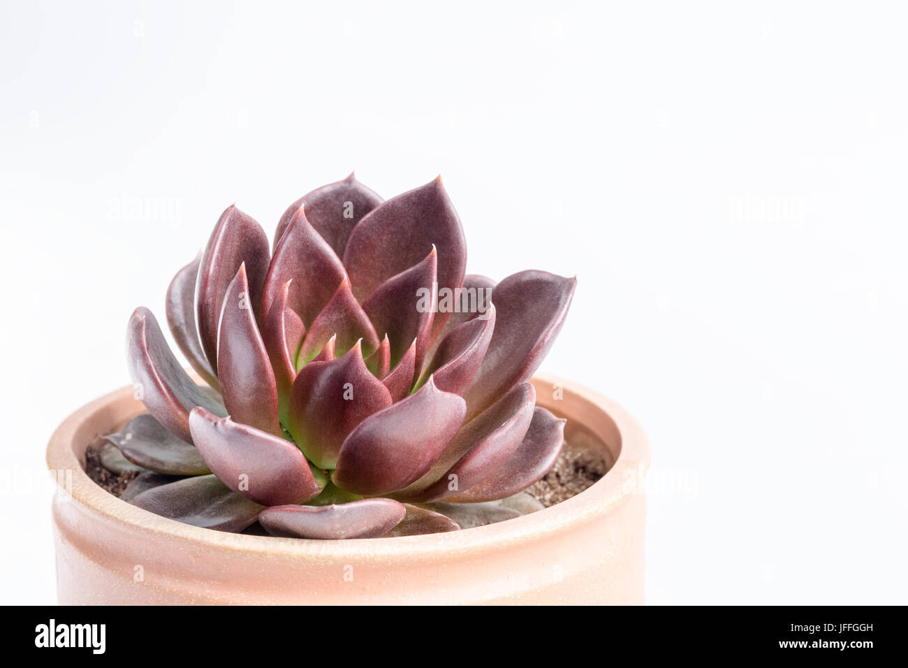 purple succulent plant closeup Stock Photo