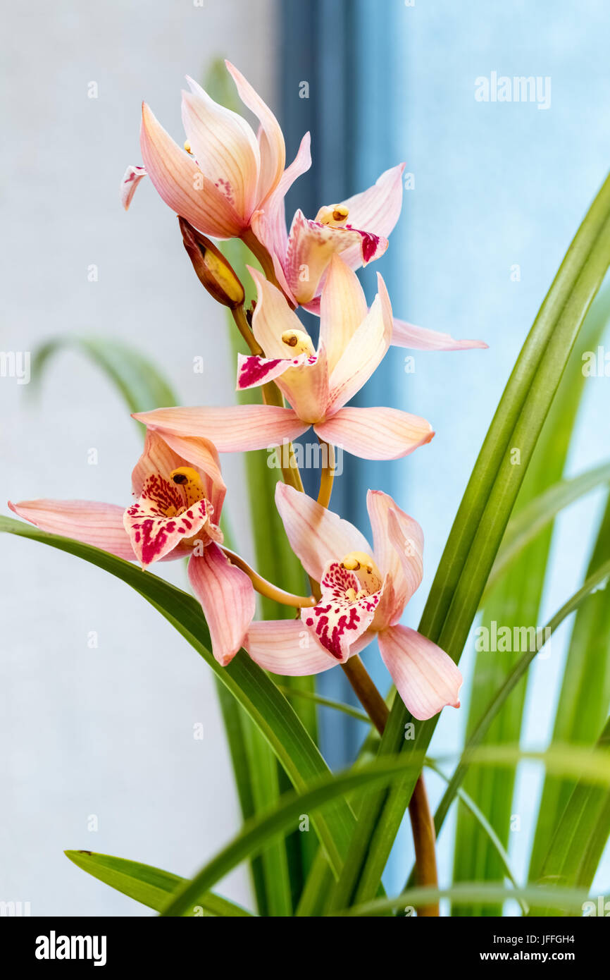 beautiful orchids bloom in the spring Stock Photo