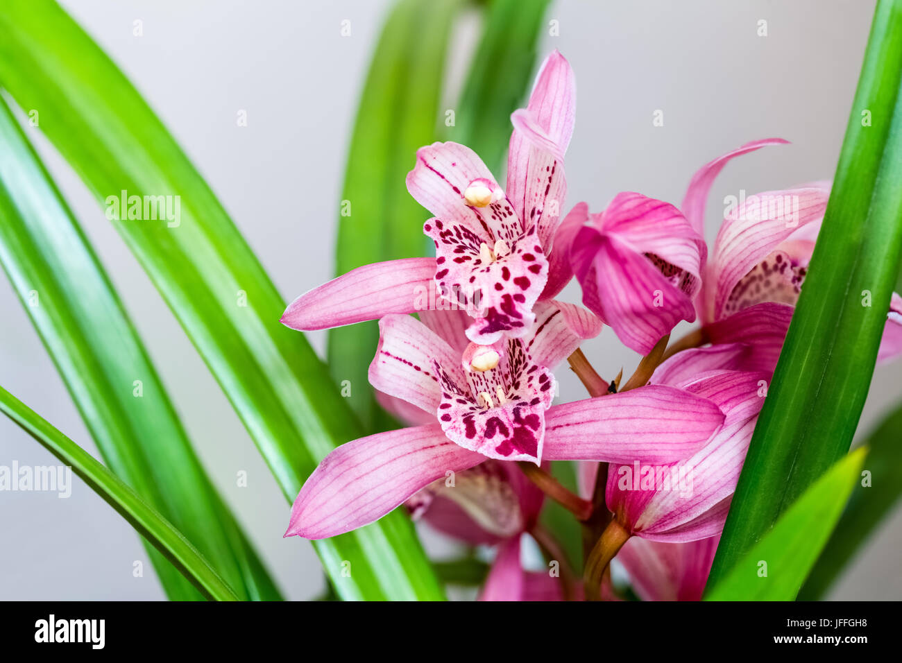 pink orchids bloom in the spring Stock Photo