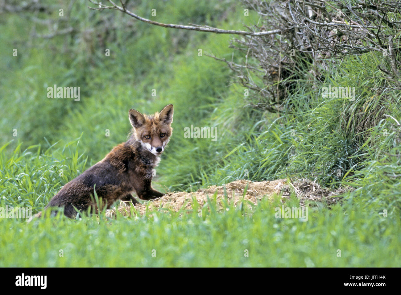 Vixen main image 1
