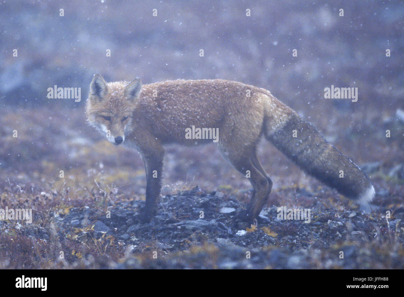 Red Fox in scurry of snow Stock Photo