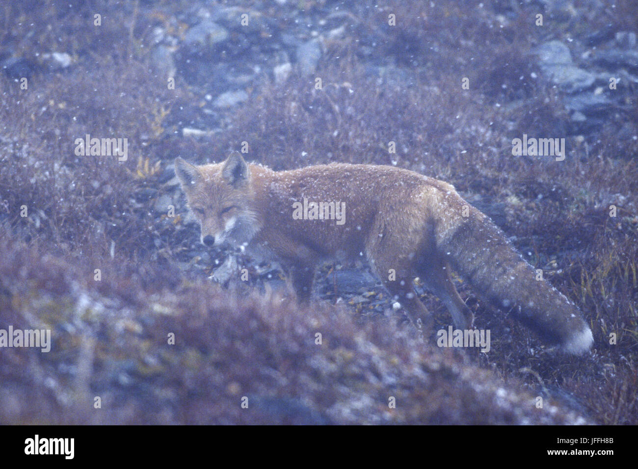 Red Fox in scurry of snow Stock Photo