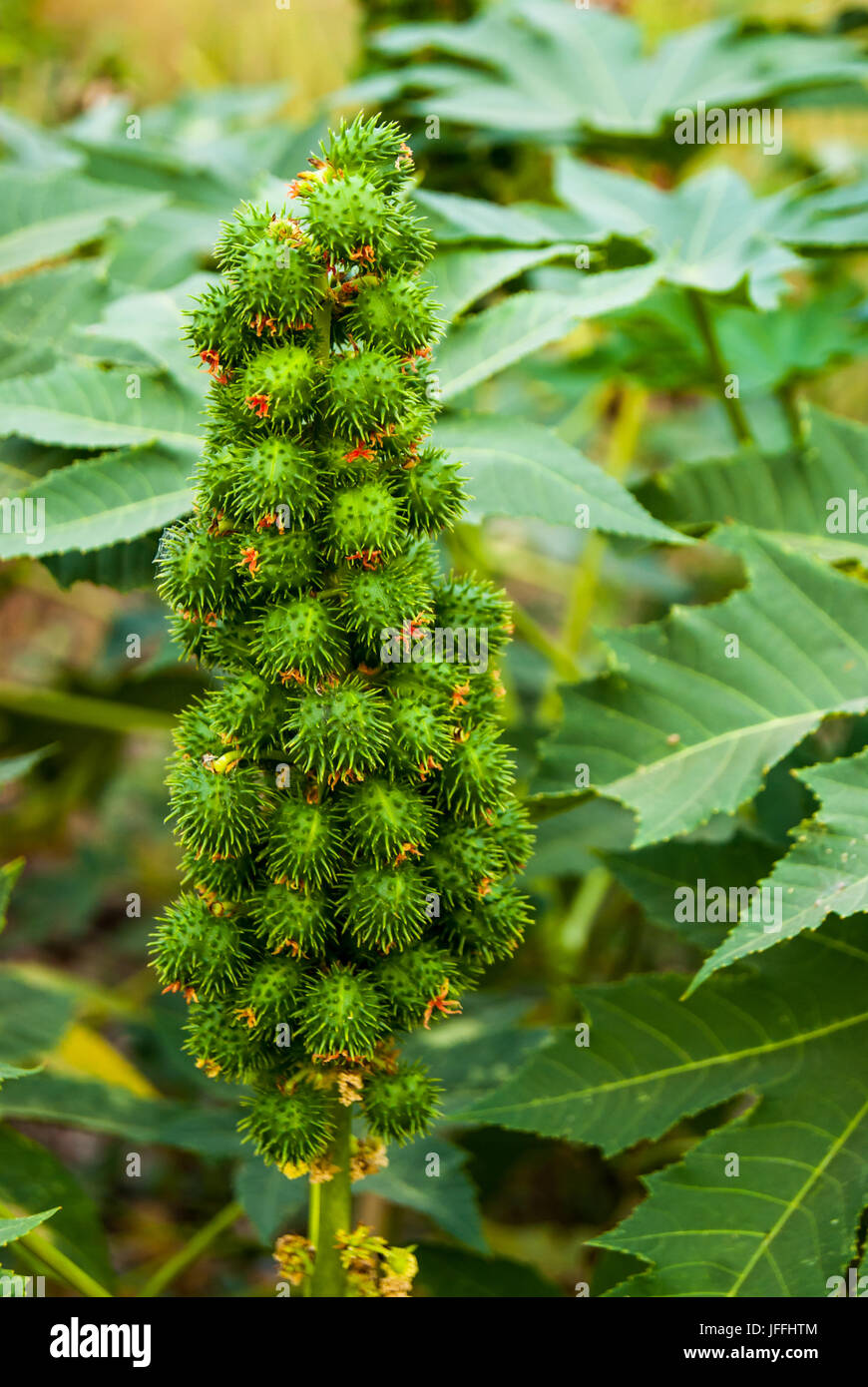 A cluster of prickly seed pods of a wild field tropical field plant