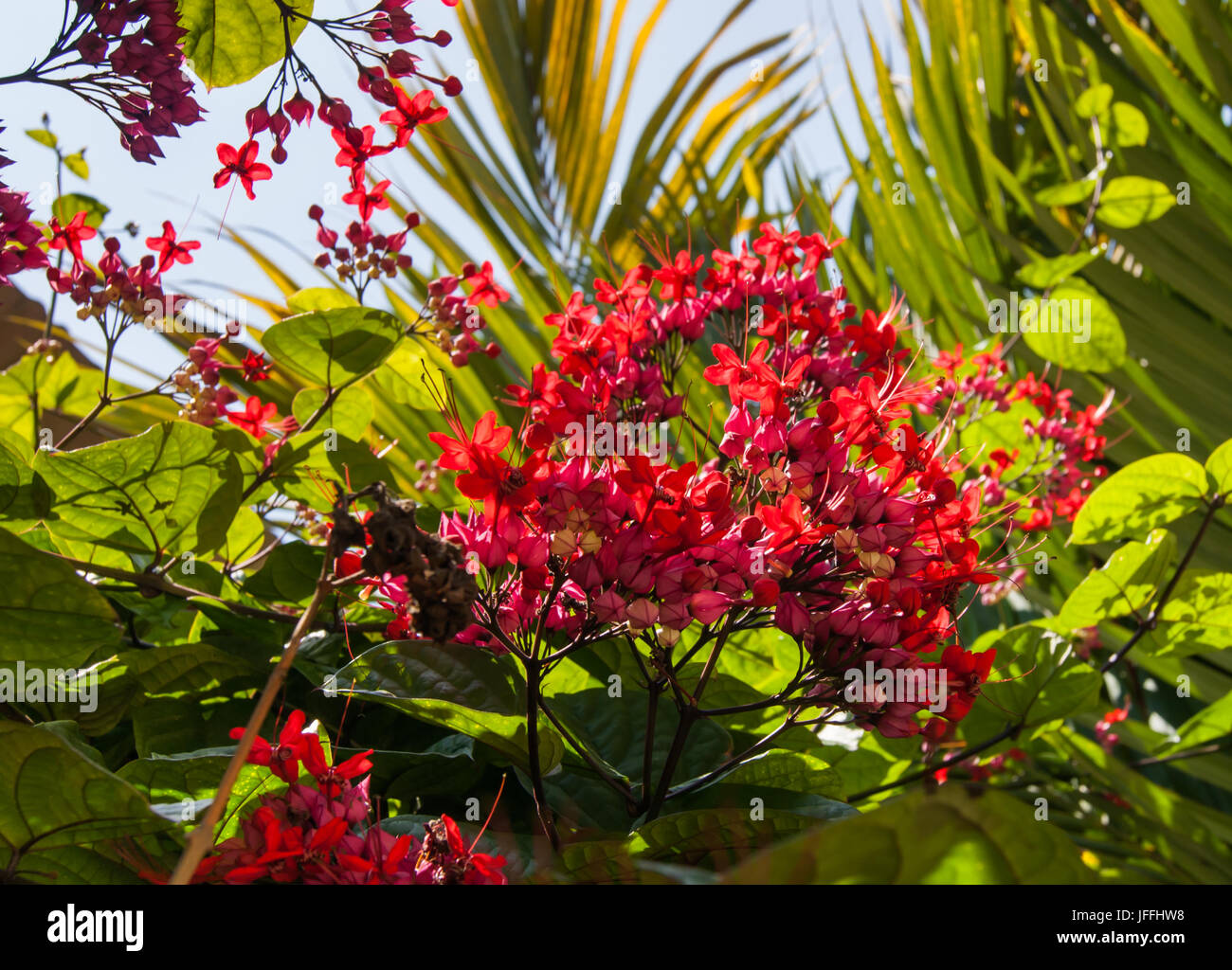 A brilliant pink cluster of bleeding heart blooms contrasted against green foliage palm tree frons  and blue sky Stock Photo