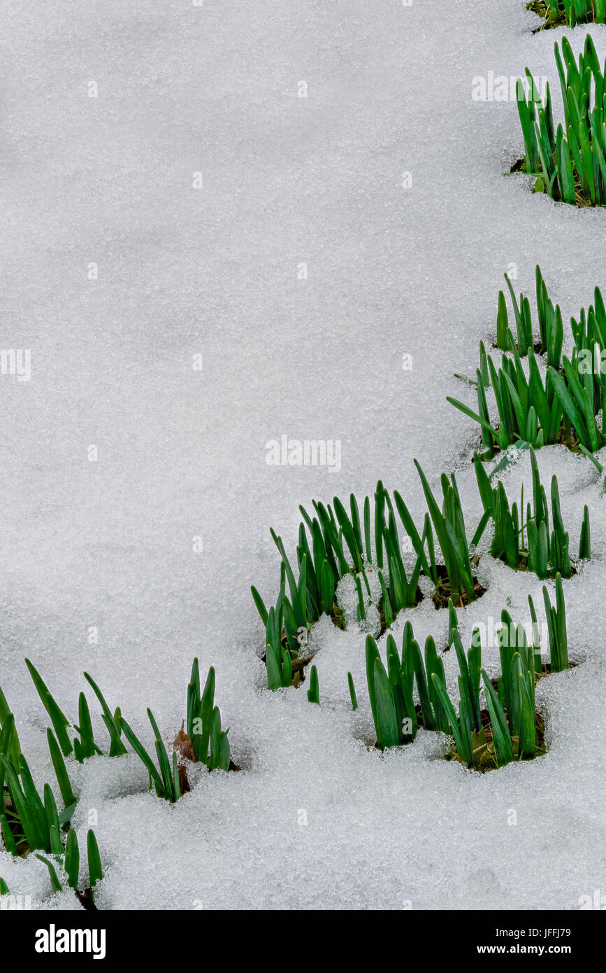 Daffodils emerge through snow cover in early spring, Randolph, Cattaraugus Co.,  NY Stock Photo